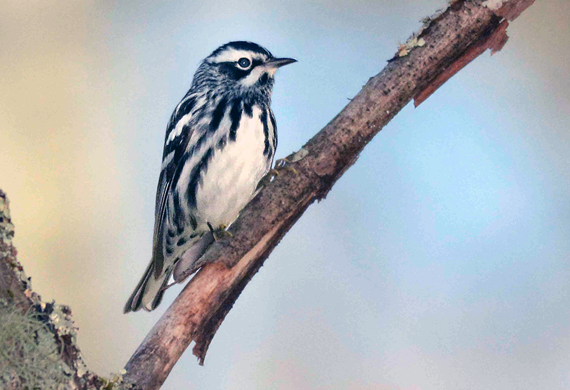 Black-and-White Warbler by Alan Lenk